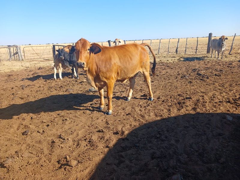 Superb 1862-Hectare Livestock and Irrigation Farm – Just 55 km from Vryburg - Photo 2