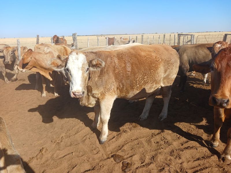 Superb 1862-Hectare Livestock and Irrigation Farm – Just 55 km from Vryburg - Photo 3