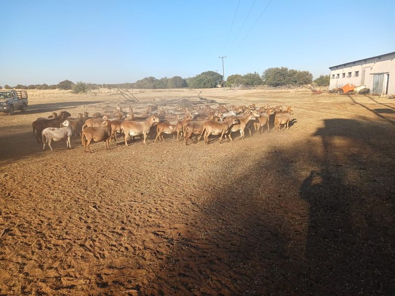 Superb 1862-Hectare Livestock and Irrigation Farm – Just 55 km from Vryburg - Photo 8