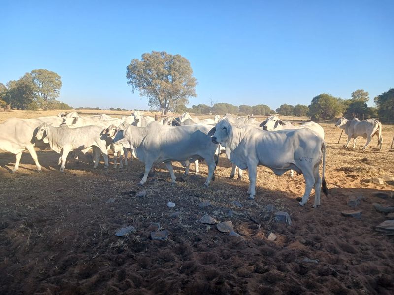 Superb 1862-Hectare Livestock and Irrigation Farm – Just 55 km from Vryburg - Photo 7