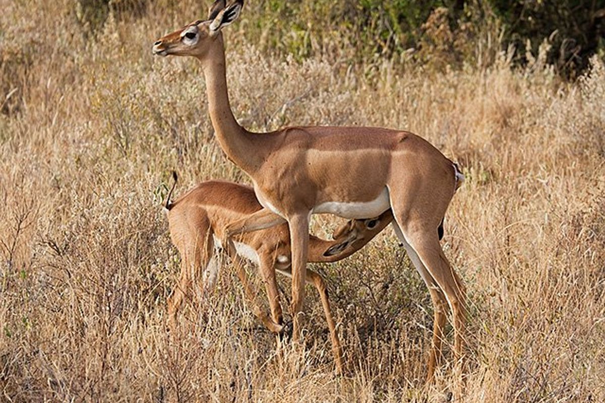 A view of the natural landscape featuring wild animals in a grassy field, typical of vacant residential land in a rural or bushveld setting.