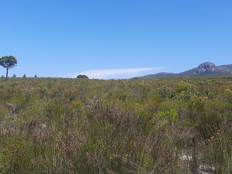 A scenic view of the natural landscape featuring indigenous vegetation and distant mountain peaks under a clear blue sky.