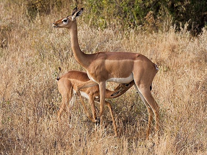 A view of the natural landscape featuring wild animals in a grassy field, typical of vacant residential land in a rural or bushveld setting.