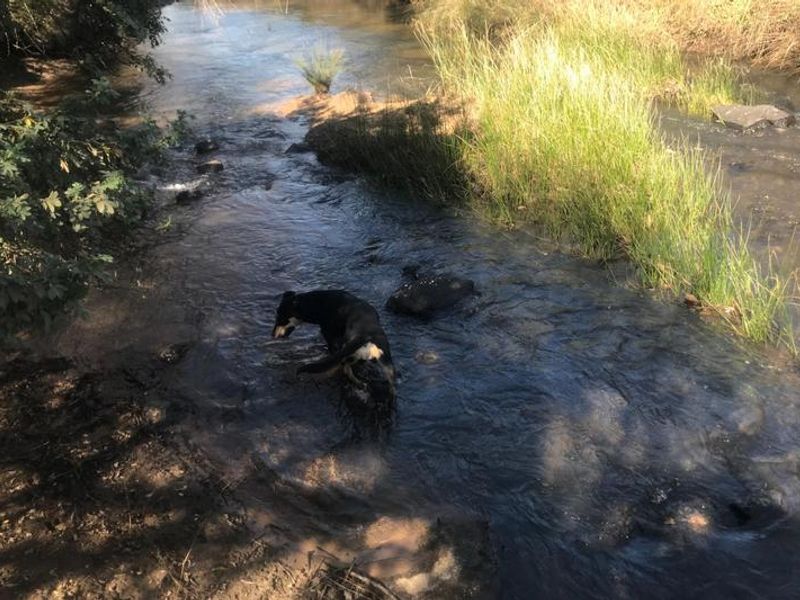 A natural stream flowing through the farm property, featuring clear water and natural riverbank vegetation.