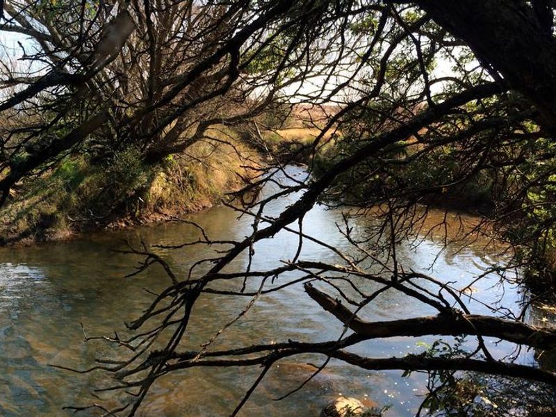 A scenic view of a natural stream flowing through the property, framed by mature trees and native vegetation.