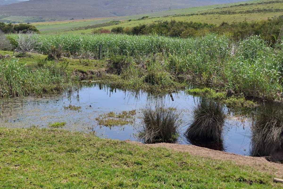 A scenic view of a natural pond and wetland area set against rolling hills and open pasture on the farm property.