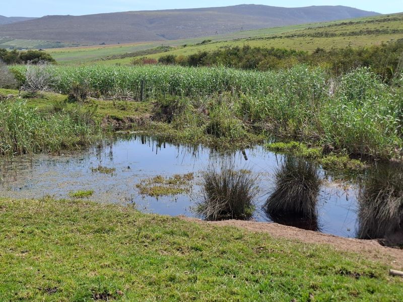 A scenic view of a natural pond and wetland area set against rolling hills and open pasture on the farm property.