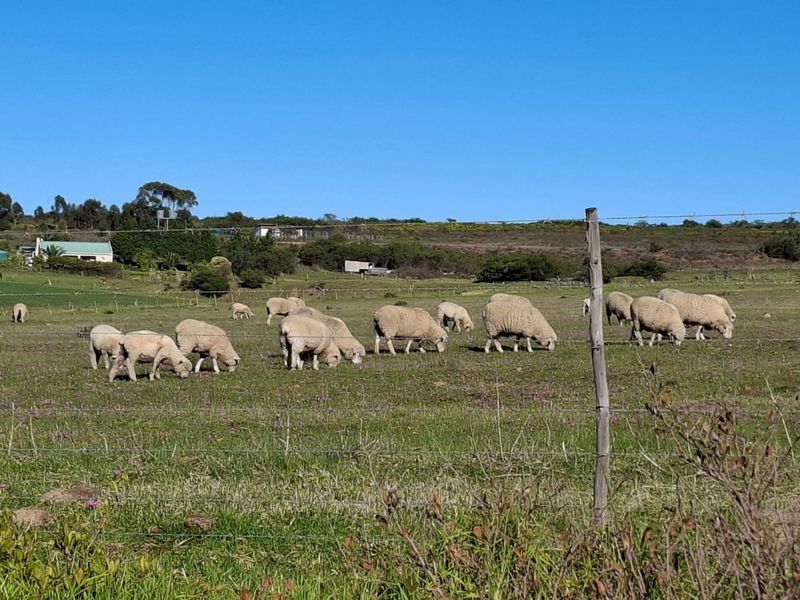 A scenic view of a rural farm landscape featuring grazing sheep in a fenced pasture under a clear blue sky.