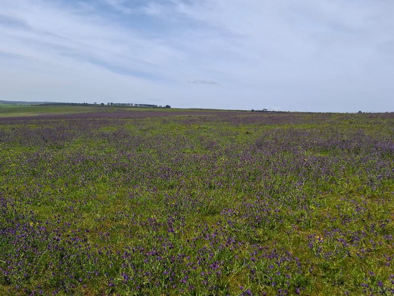 A wide-angle view of a sprawling, open farm field covered in purple wildflowers under a clear blue sky.
