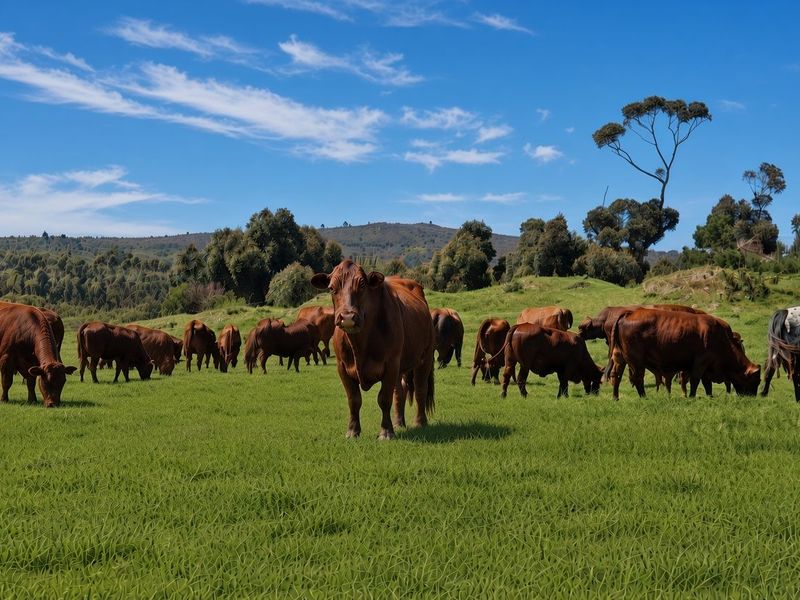 Expansive green pasture land suitable for livestock grazing, featuring rolling hills and mature trees in a scenic rural setting.