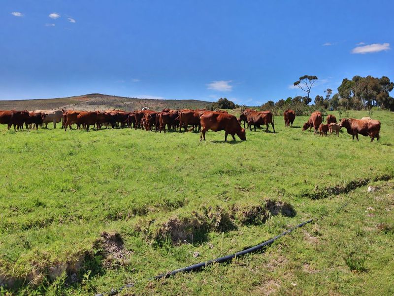 Expansive farm pasture featuring grazing cattle and rolling landscape views, suitable for agricultural or livestock operations.