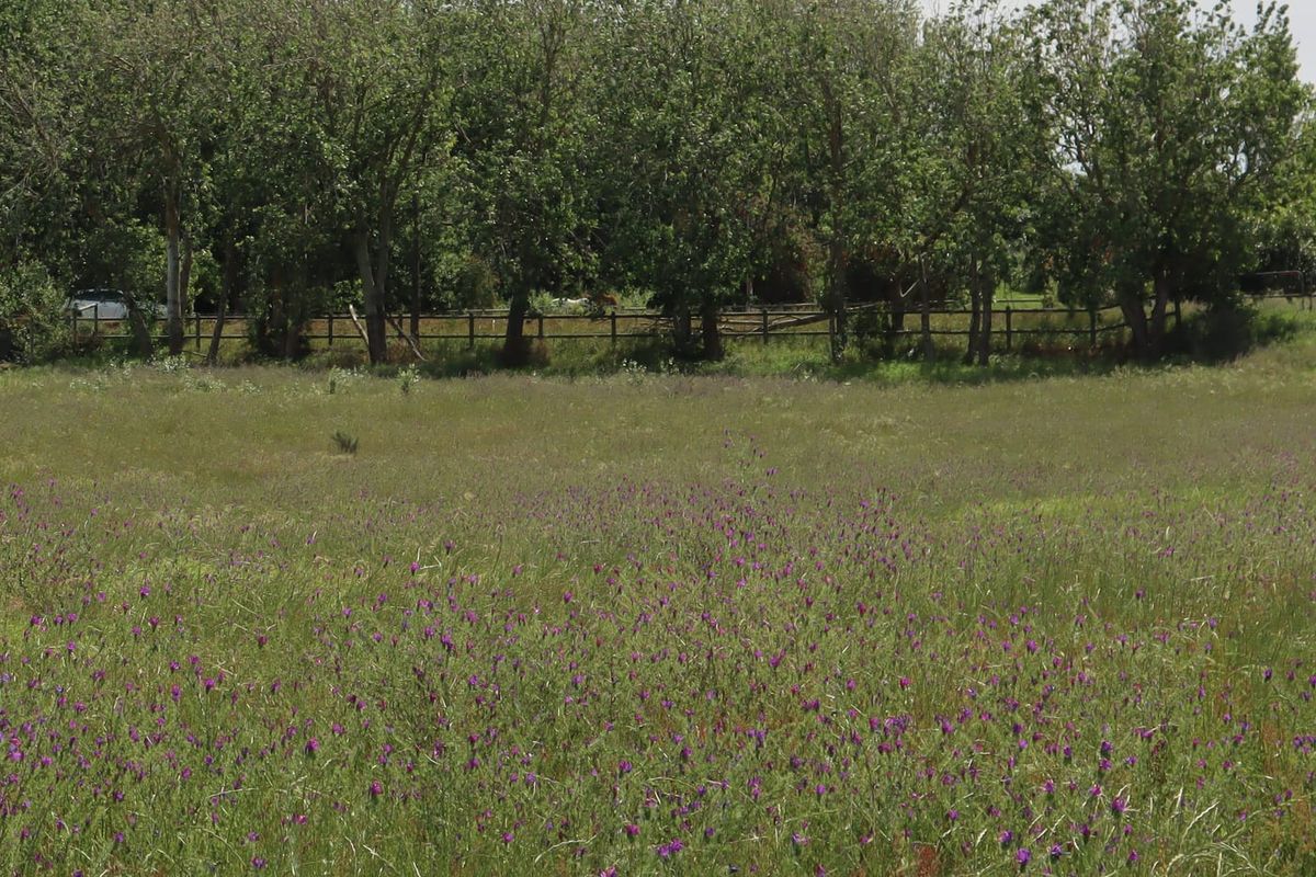 A view of an open agricultural field featuring natural wildflowers, mature trees, and a post and rail boundary fence.