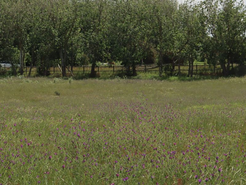 A view of an open agricultural field featuring natural wildflowers, mature trees, and a post and rail boundary fence.