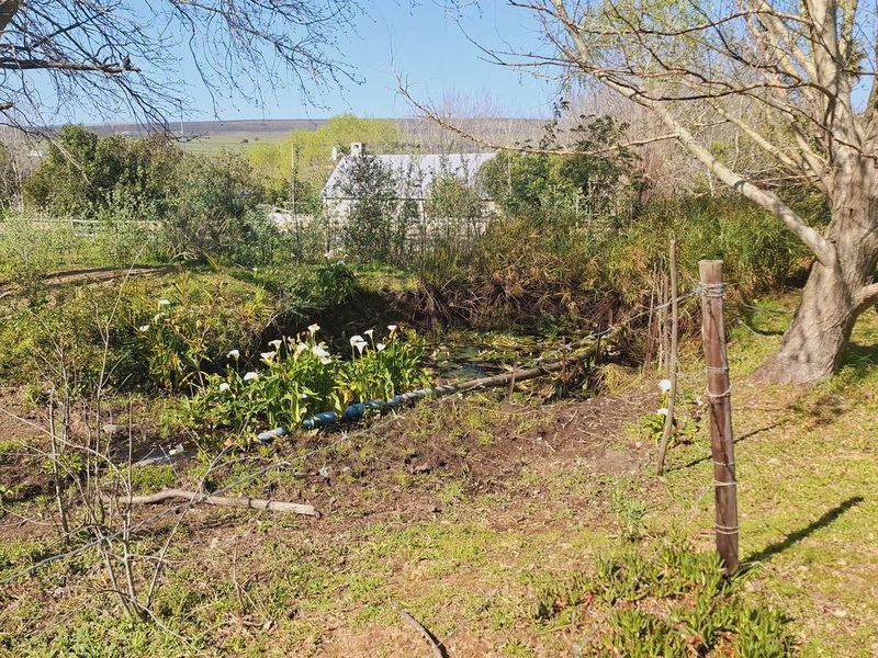 A natural garden area featuring mature trees, wire fencing, and a small pond, offering a rustic landscape setting on the residential property.