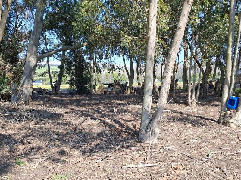 A view of a vacant residential plot featuring mature trees and cleared ground, offering potential for future development.