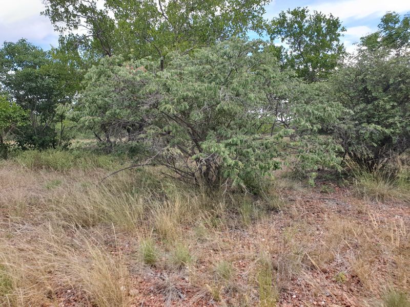 Farm For Sale in Vaalwater Central - Photo 10