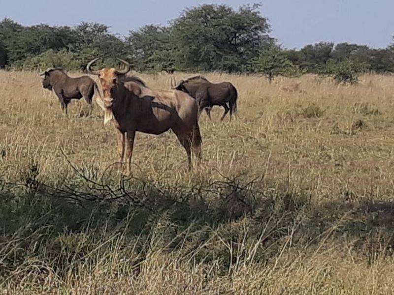 Vacant Land Residential For Sale in Orkney Central - Photo 4
