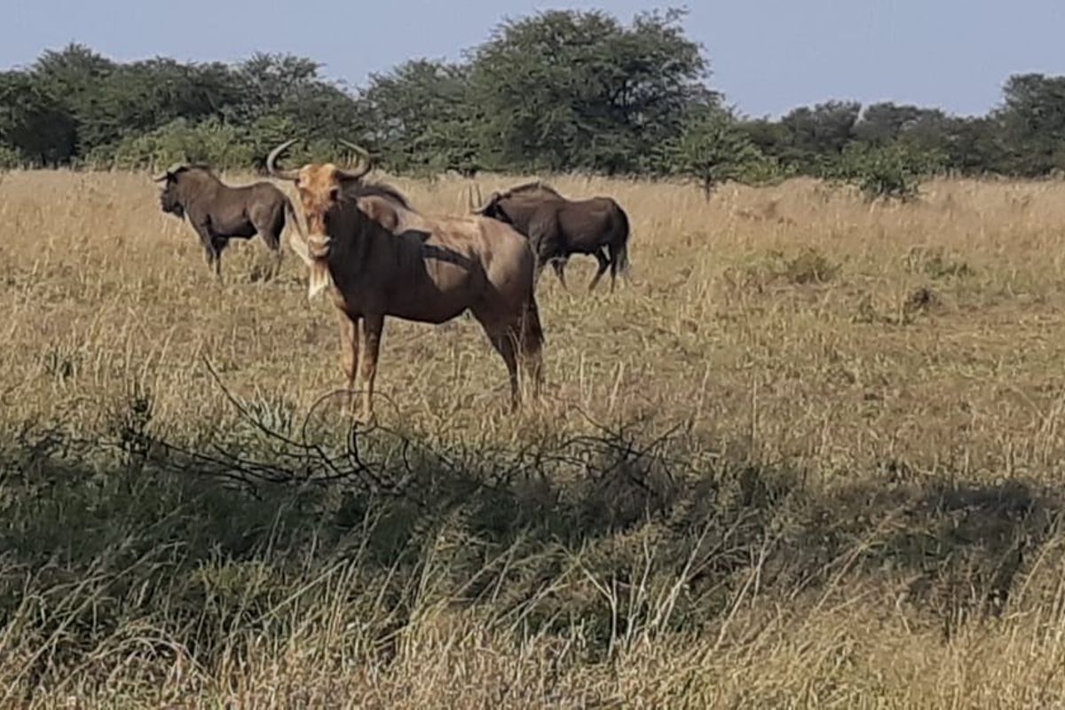 Vacant Land Residential For Sale in Orkney Central - Photo 4