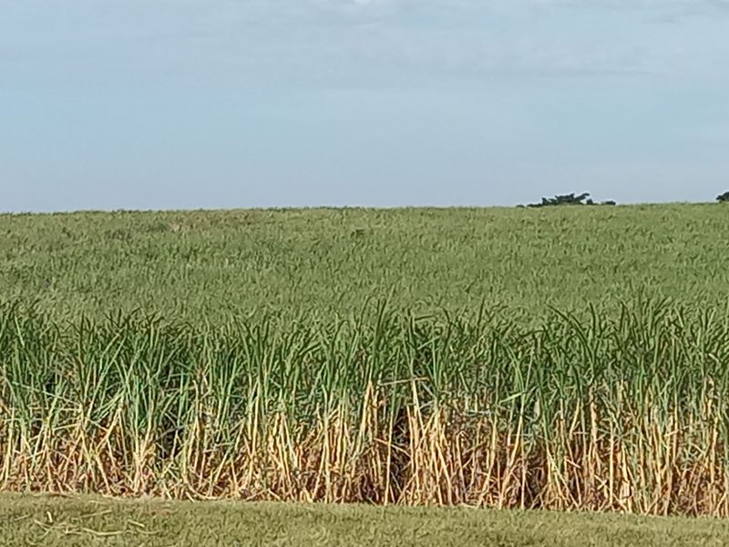 Farm For Sale in Compensation Beach - Photo 10