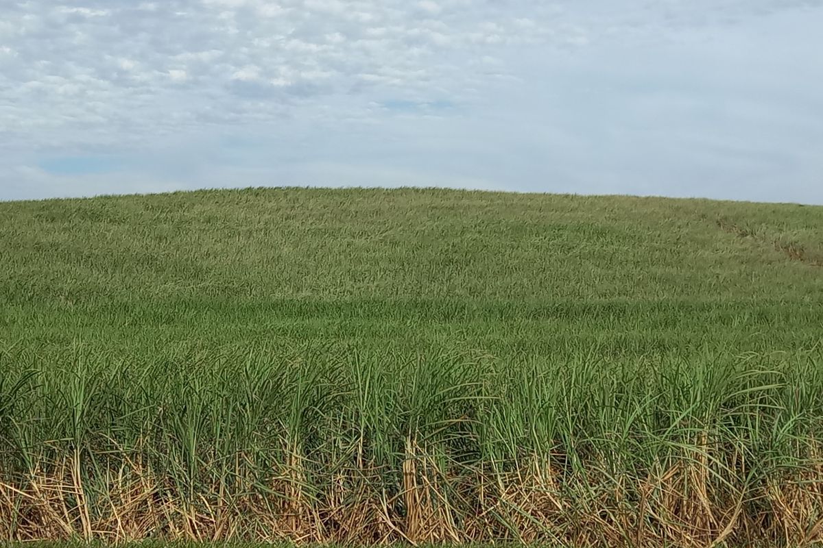 Farm For Sale in Compensation Beach - Photo 3