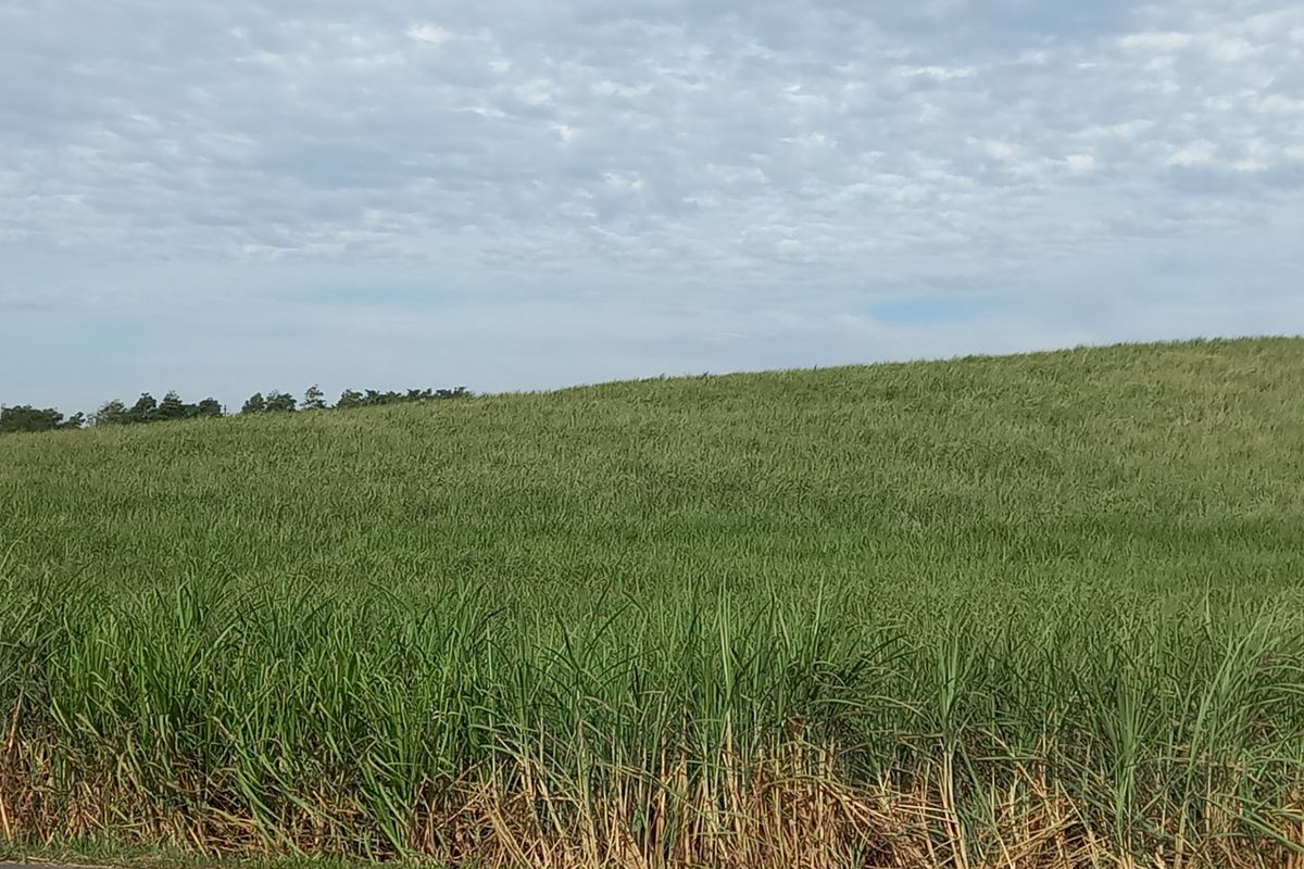 Farm For Sale in Compensation Beach - Photo 4