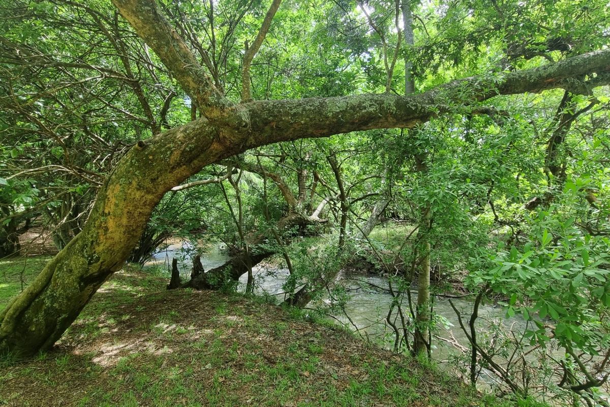 Farm For Sale in Burgersfort Central - Photo 2