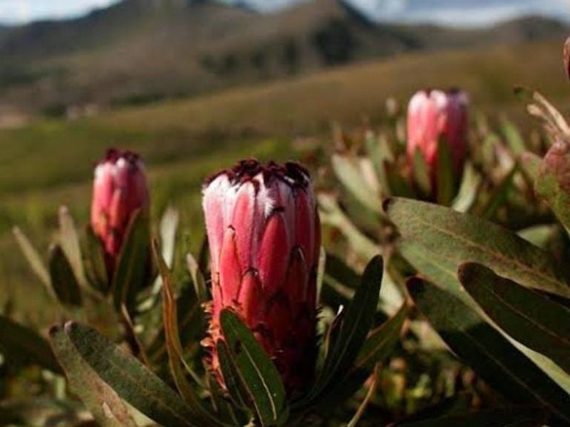 Farm For Sale in Humansdorp Rural - Photo 3