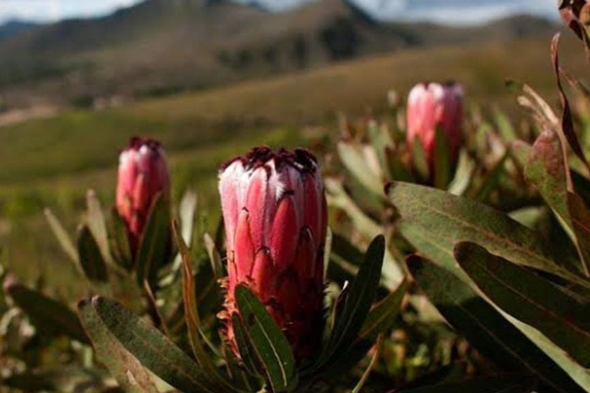 Farm For Sale in Humansdorp Rural - Photo 3