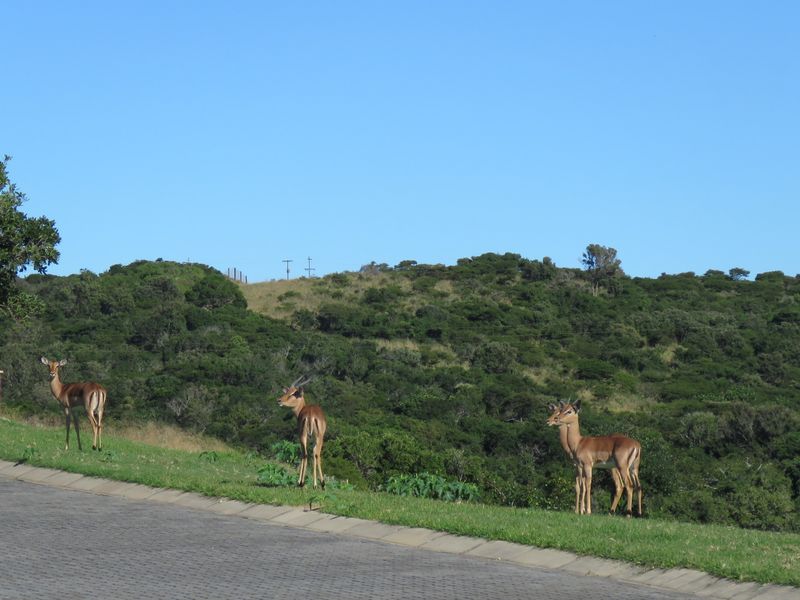 Vacant Land Residential For Sale in Cintsa West - Photo 8