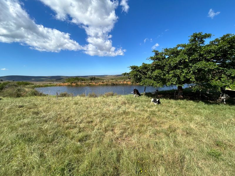 Farm For Sale in Herbertsdale - Photo 5