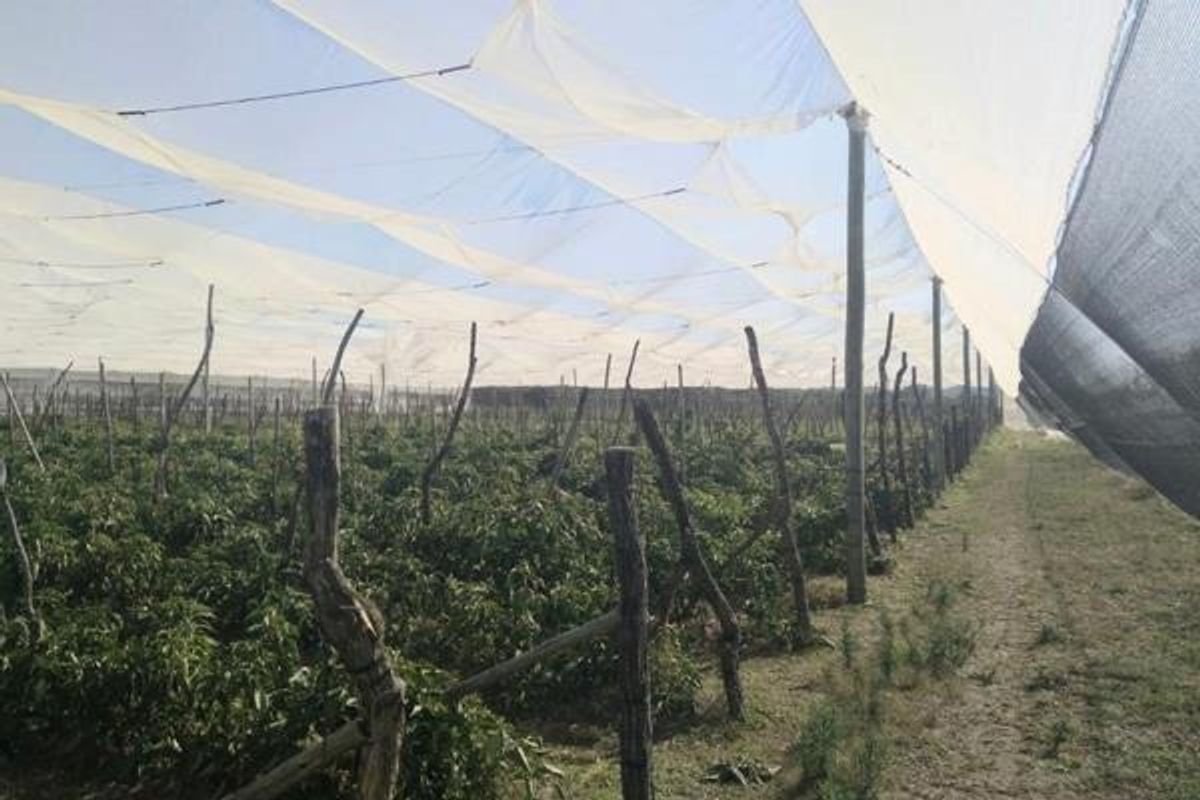 Farm For Sale in Groblersdal Rural - Photo 2