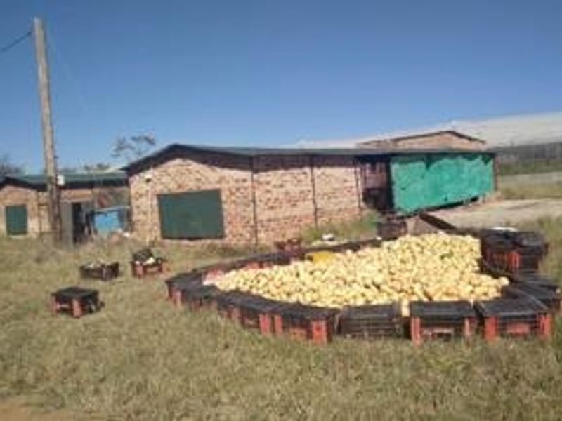 Farm For Sale in Groblersdal Rural - Photo 5