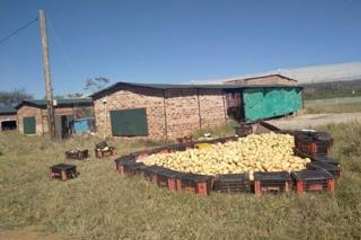 Farm For Sale in Groblersdal Rural - Photo 5