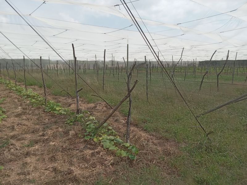 Farm For Sale in Groblersdal Rural - Photo 4