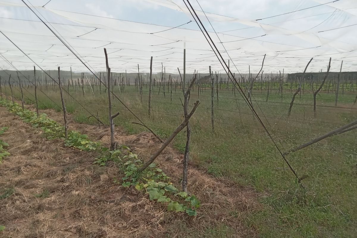 Farm For Sale in Groblersdal Rural - Photo 4