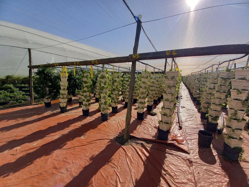 Farm For Sale in Ballito Rural - Photo 9