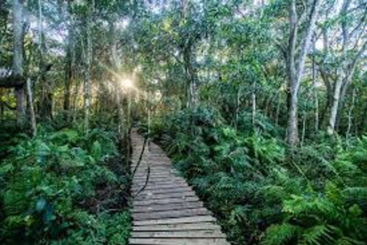 Vacant Land Residential For Sale in Elaleni Coastal Forest Estate - Photo 4