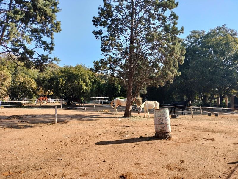 House For Sale in President Park - Photo 10