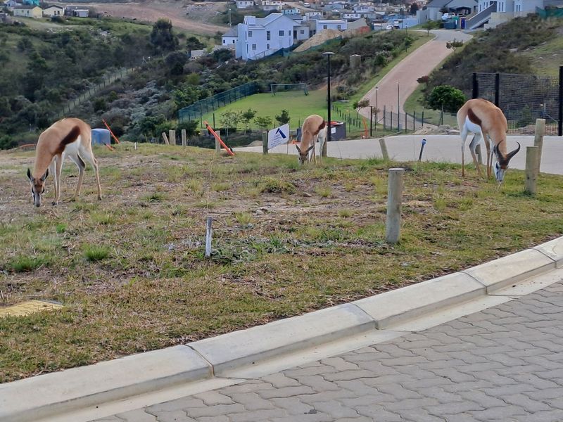 Vacant Land Residential For Sale in Eden Residential Estate - Photo 6