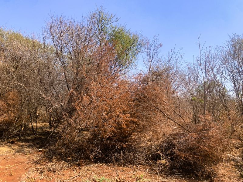 Vacant Land Residential For Sale in Mookgopong Central - Photo 7