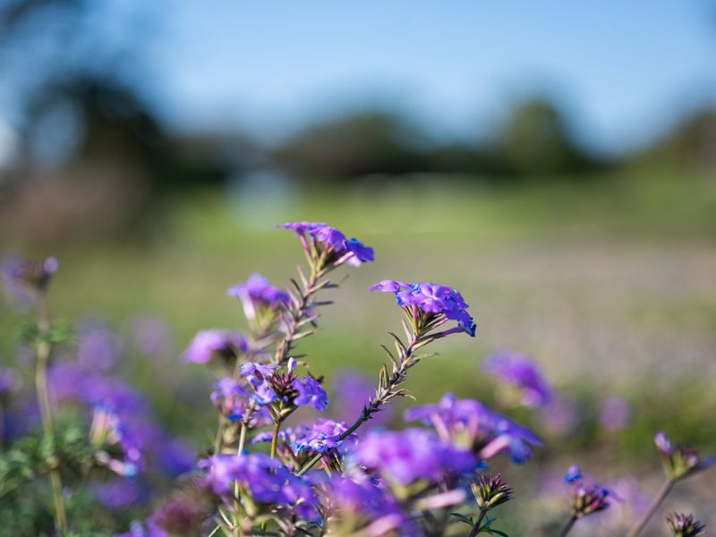 Vacant Land Residential For Sale in Sheffield Beach - Photo 9