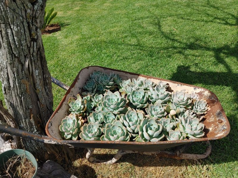 Farm For Sale in Middelburg Rural - Photo 8