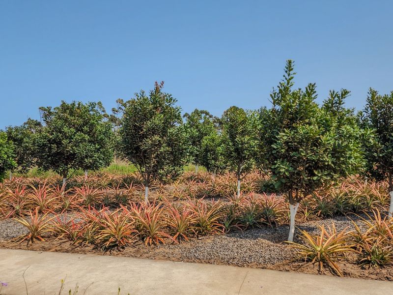 Vacant Land Residential For Sale in Elaleni Coastal Forest Estate - Photo 3