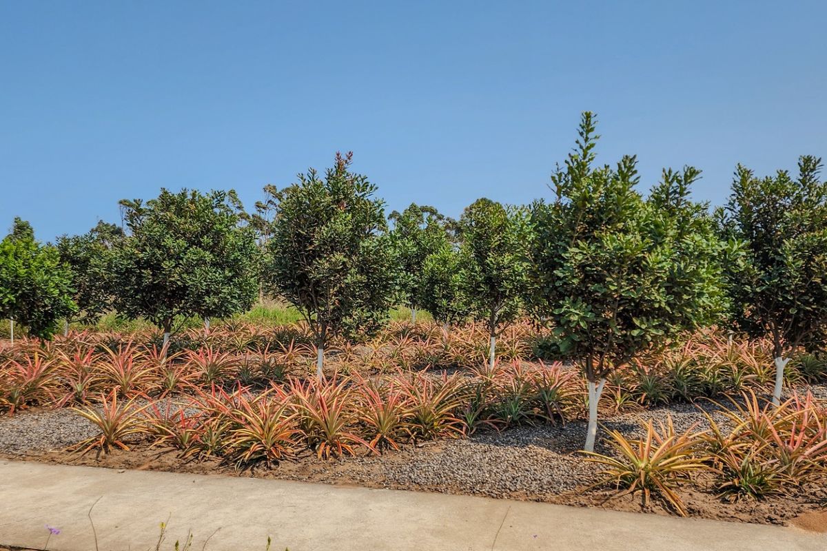 Vacant Land Residential For Sale in Elaleni Coastal Forest Estate - Photo 3