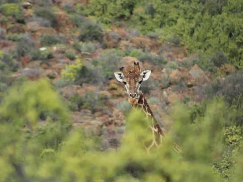 Vacant Land Residential For Sale in Oudtshoorn Rural - Photo 10