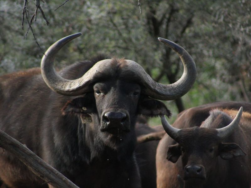 Vacant Land Residential For Sale in Oudtshoorn Rural - Photo 3