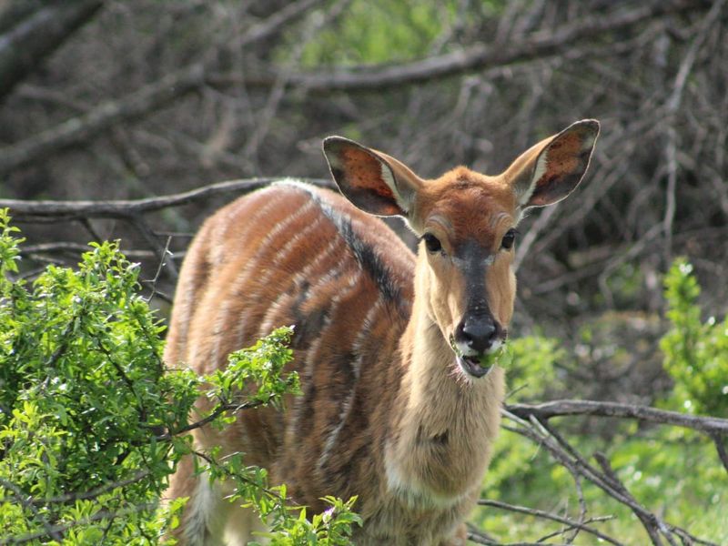 Vacant Land Residential For Sale in Oudtshoorn Rural - Photo 2