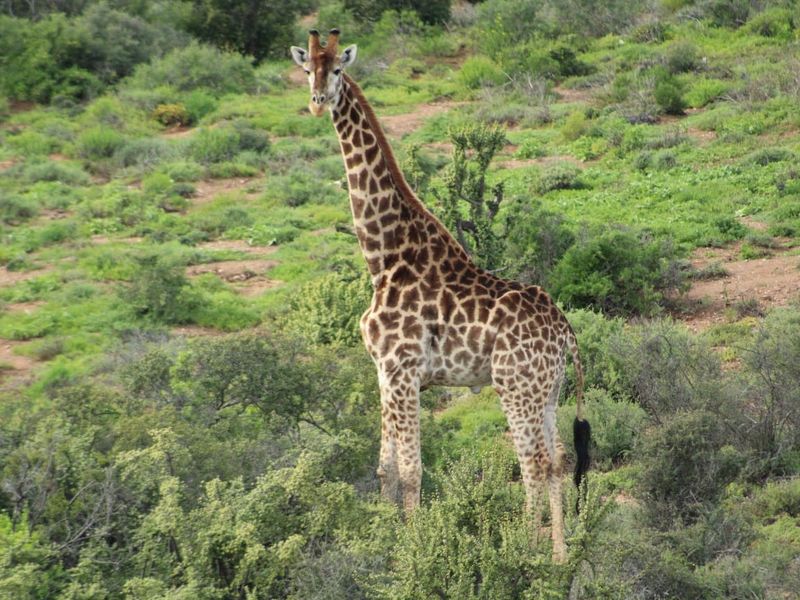 Vacant Land Residential For Sale in Oudtshoorn Rural - Photo 6