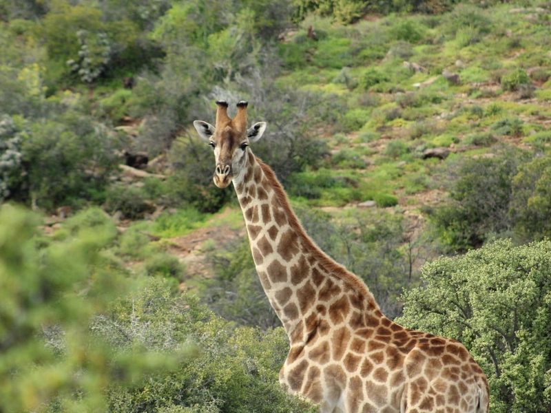 Vacant Land Residential For Sale in Oudtshoorn Rural - Photo 4