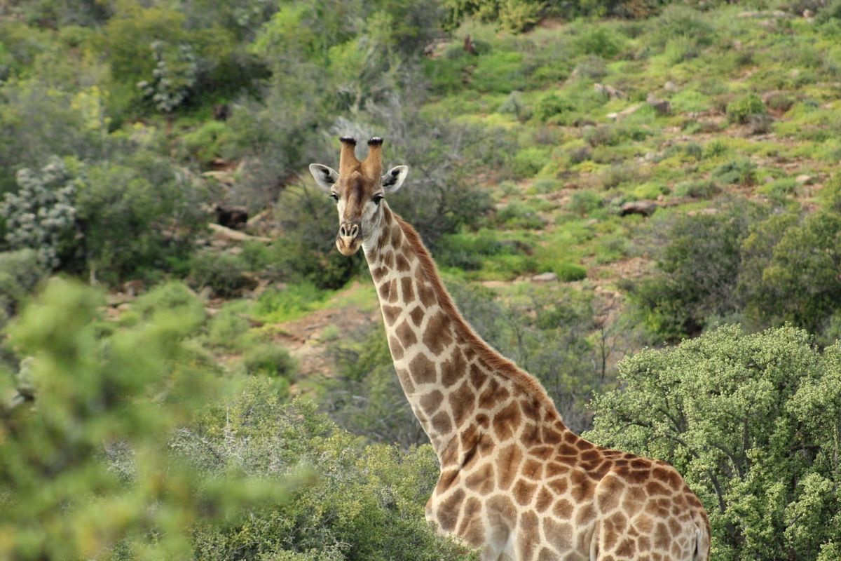 Vacant Land Residential For Sale in Oudtshoorn Rural - Photo 4